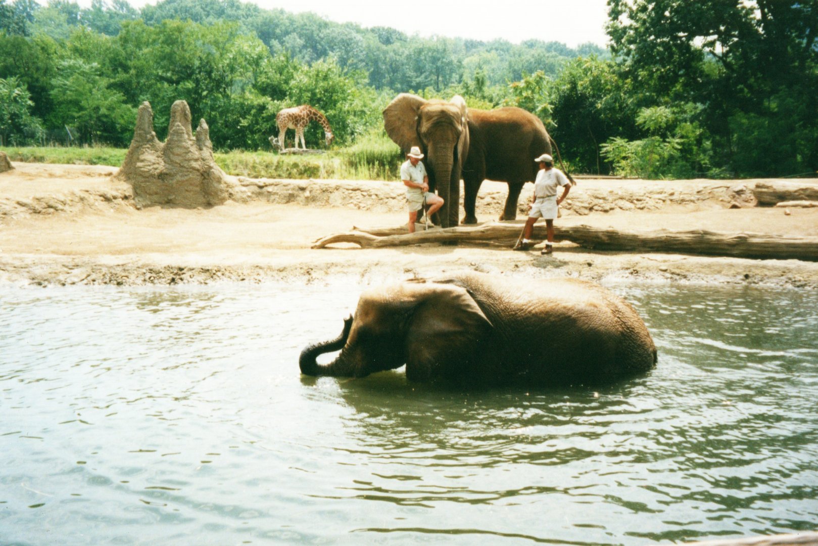 African Elephants