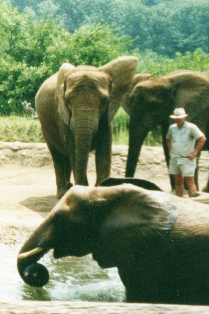 African Elephants