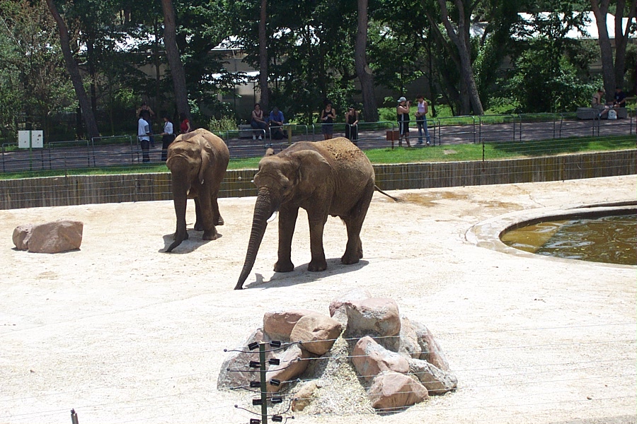 African Elephants