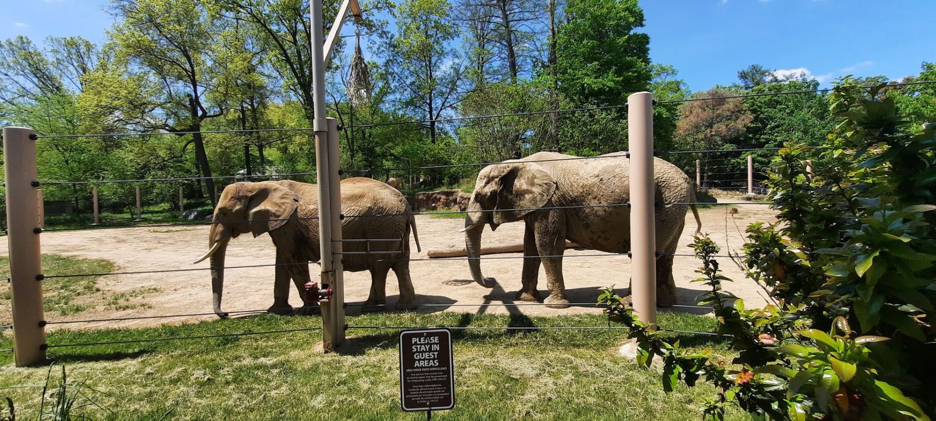 African Elephants