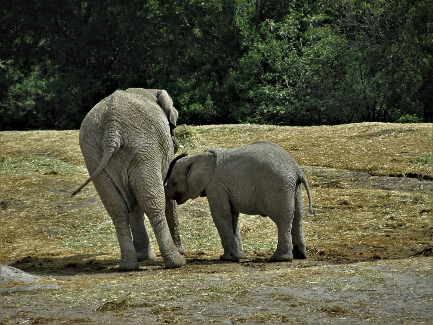 african elephants