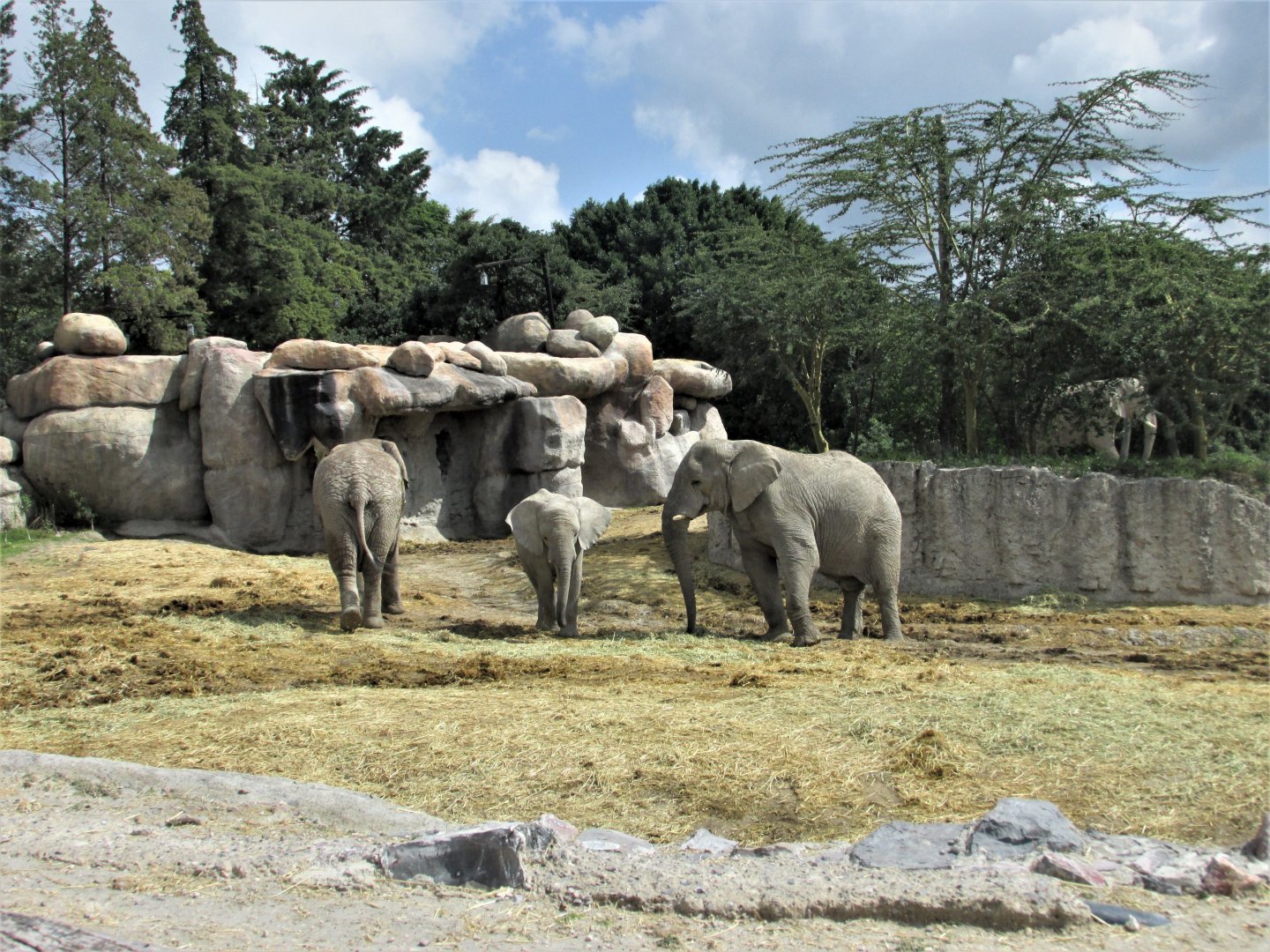 african elephants