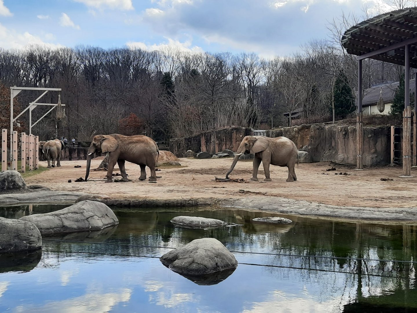 African Elephants