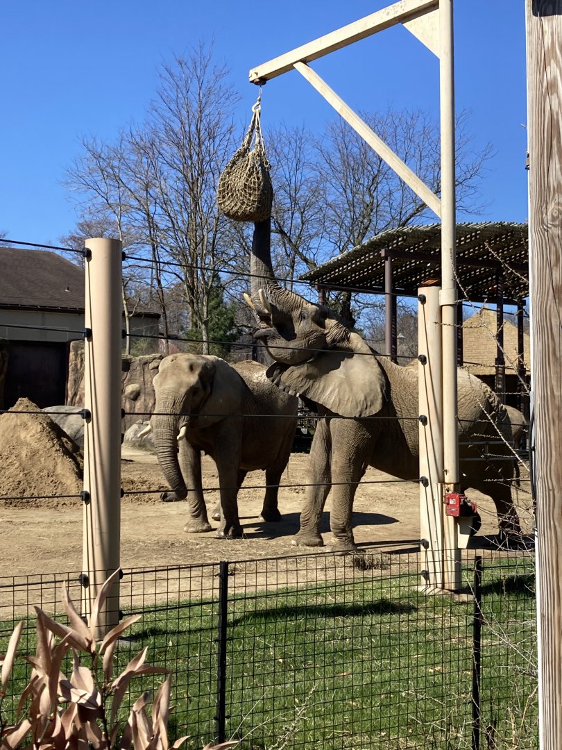 African Elephant’s