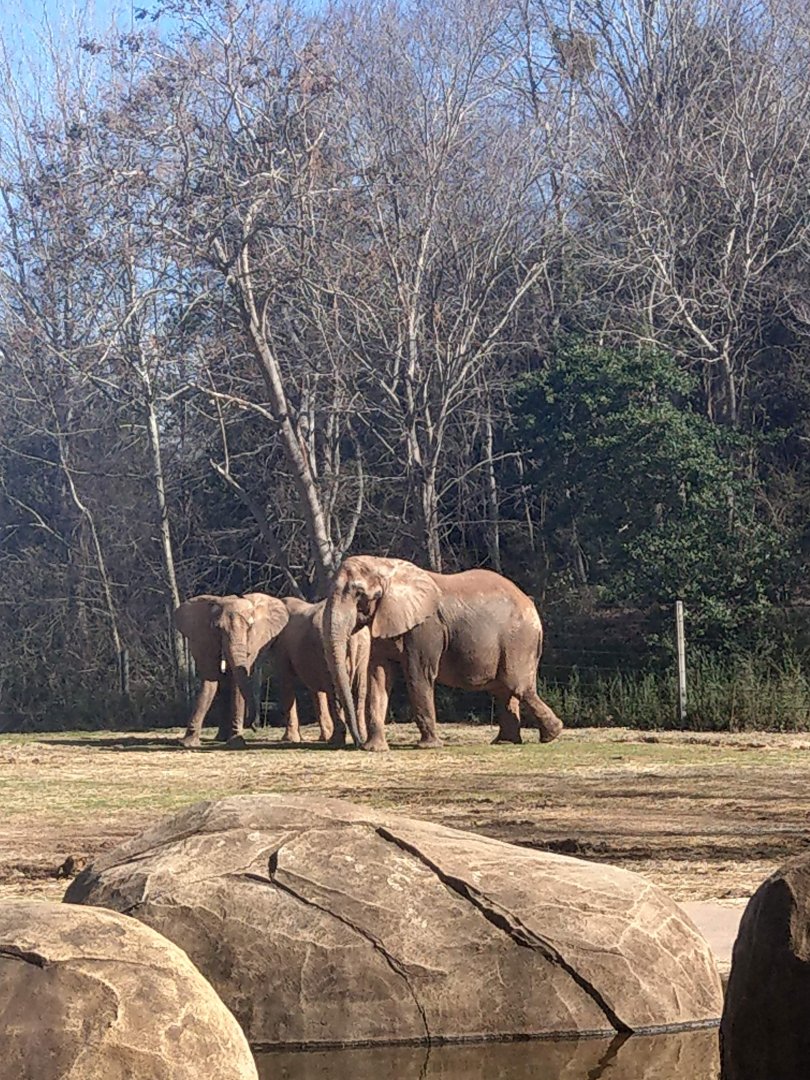 African Elephants