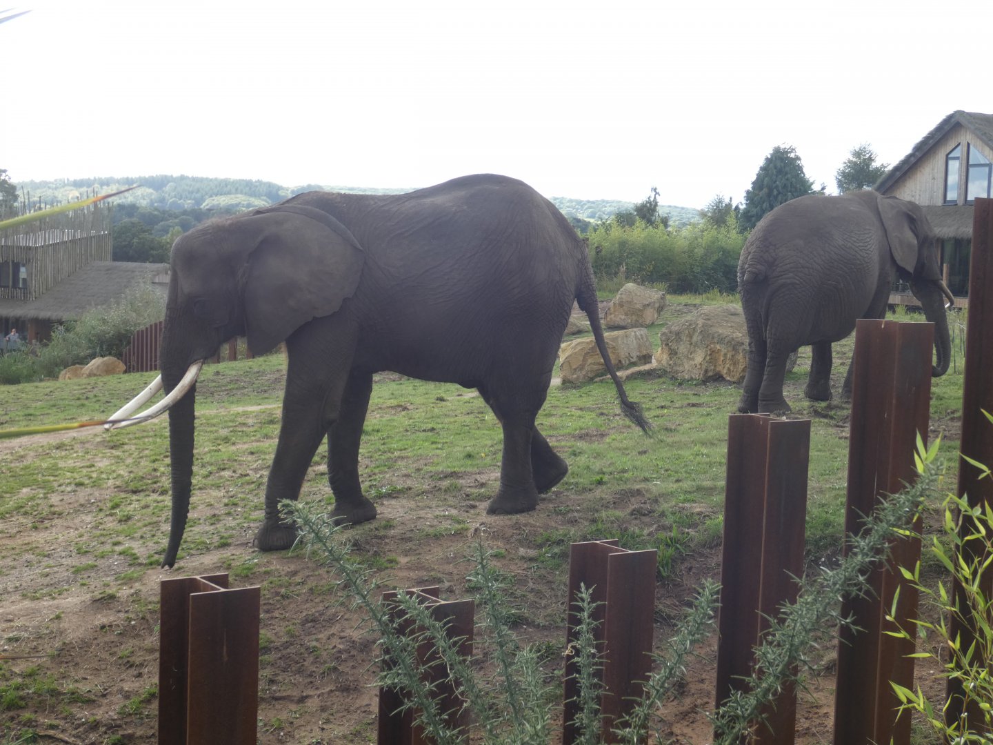 African elephants