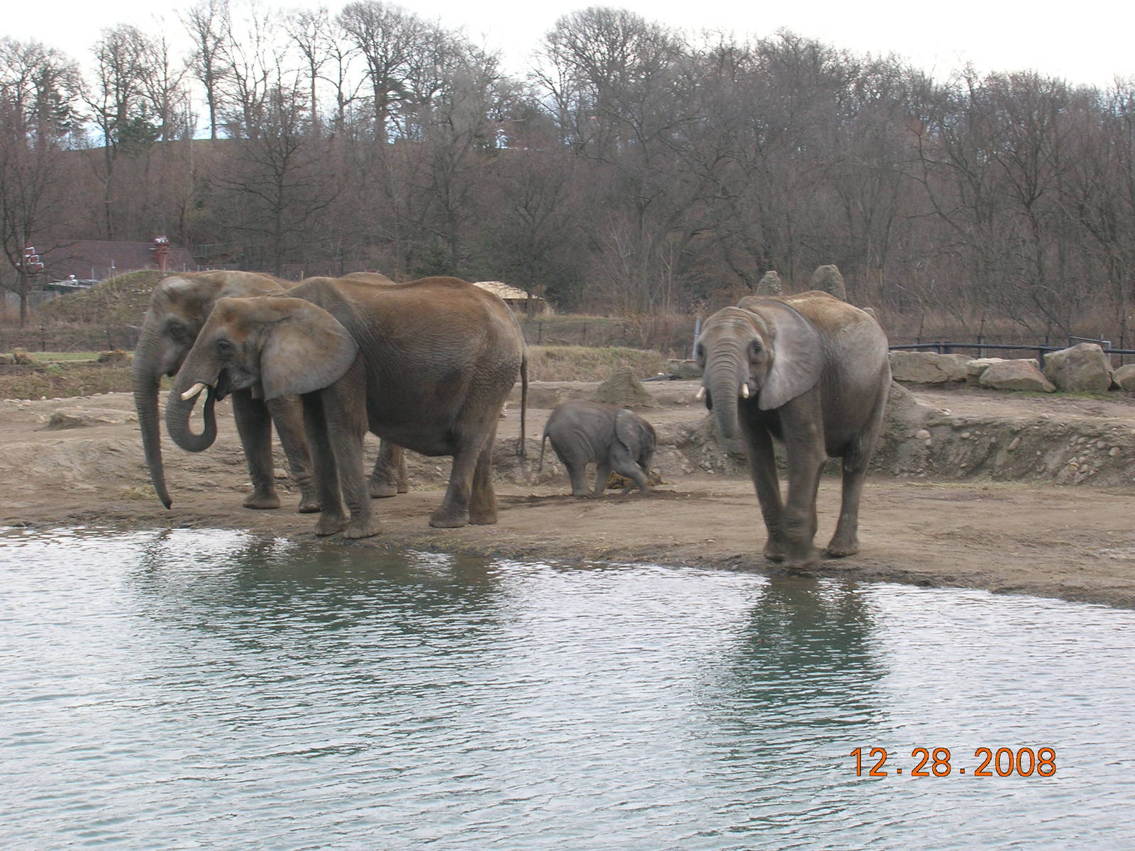 African Elephants
