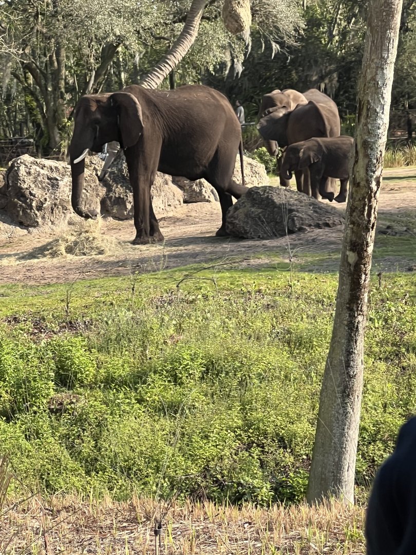 African Elephants