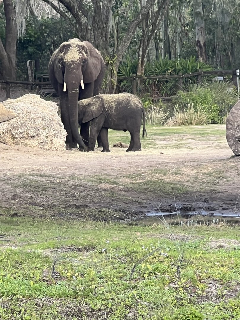 African Elephants
