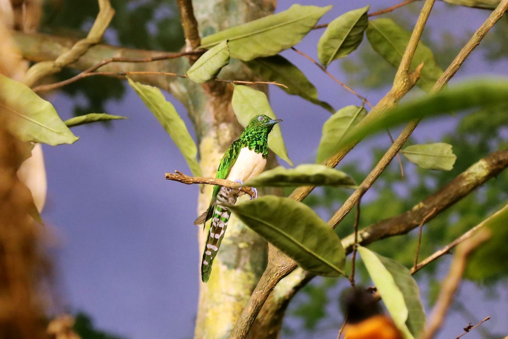 African emerald cuckoo (Chrysococcyx cupreus)
