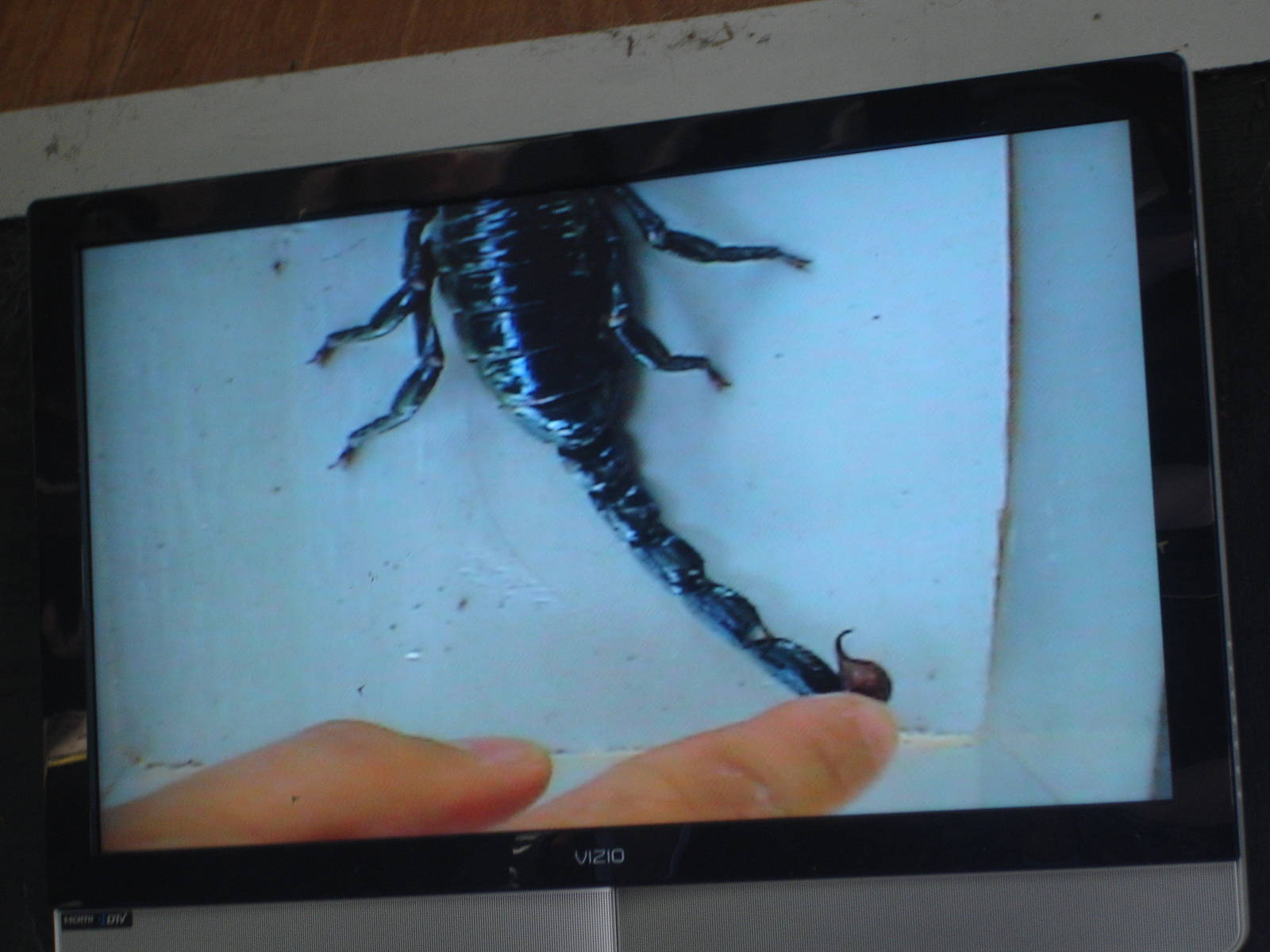 African Emperor Scorpion stinger - show