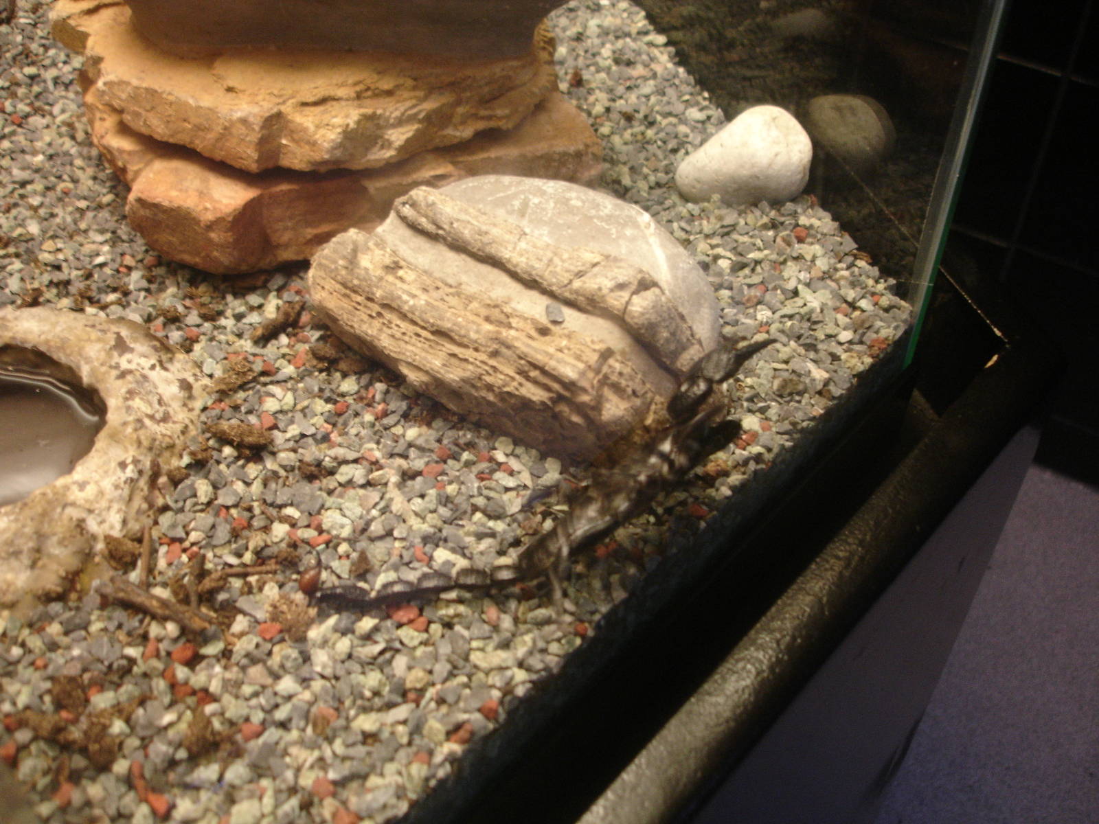 African Emperor Scorpion