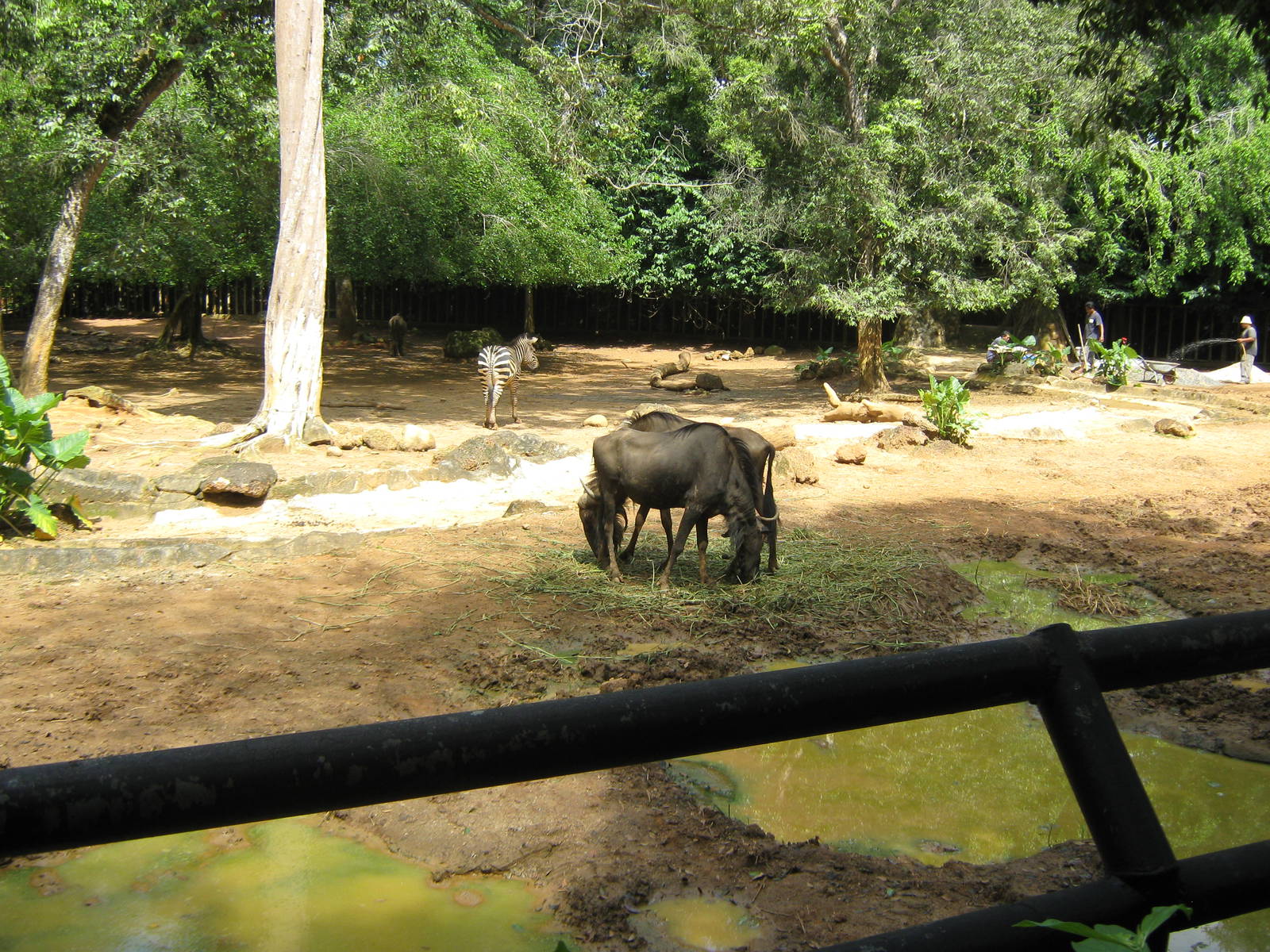 African enclosure
