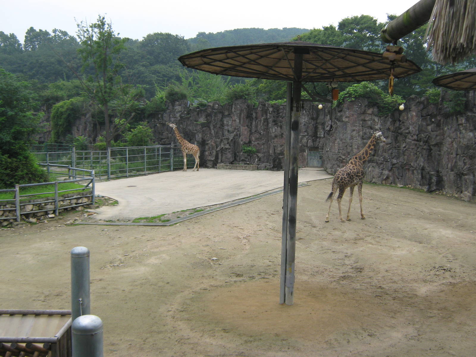 African enclosure
