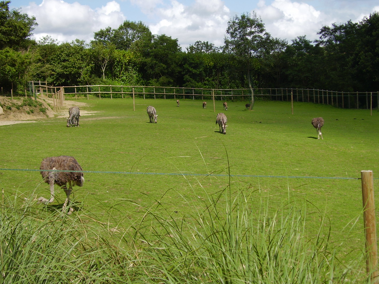 African Exhibit - 2007