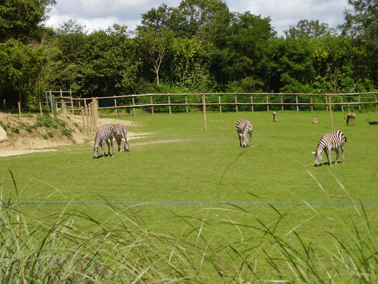 African Exhibit - 2007