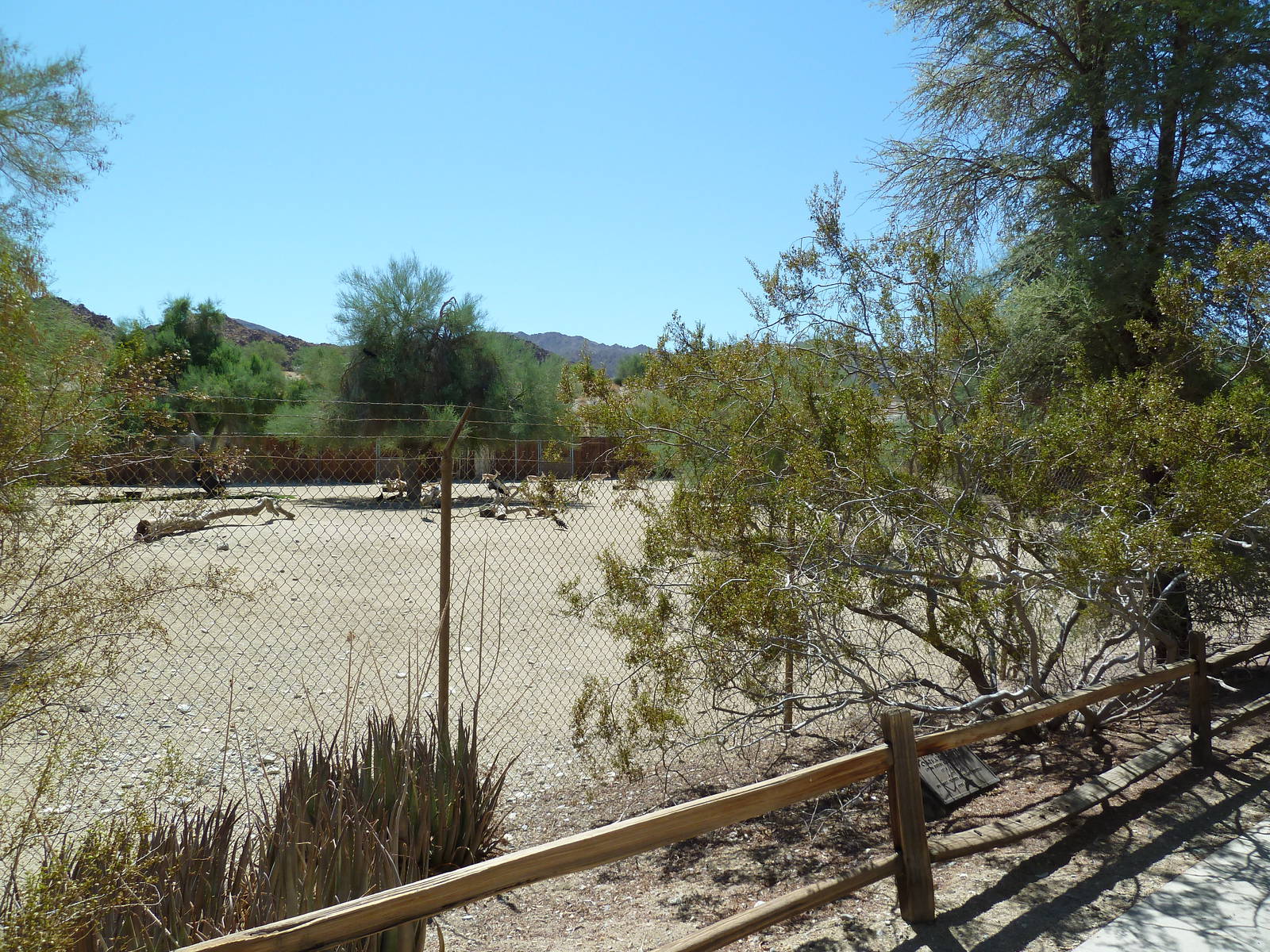 African Exhibit (3 Species)