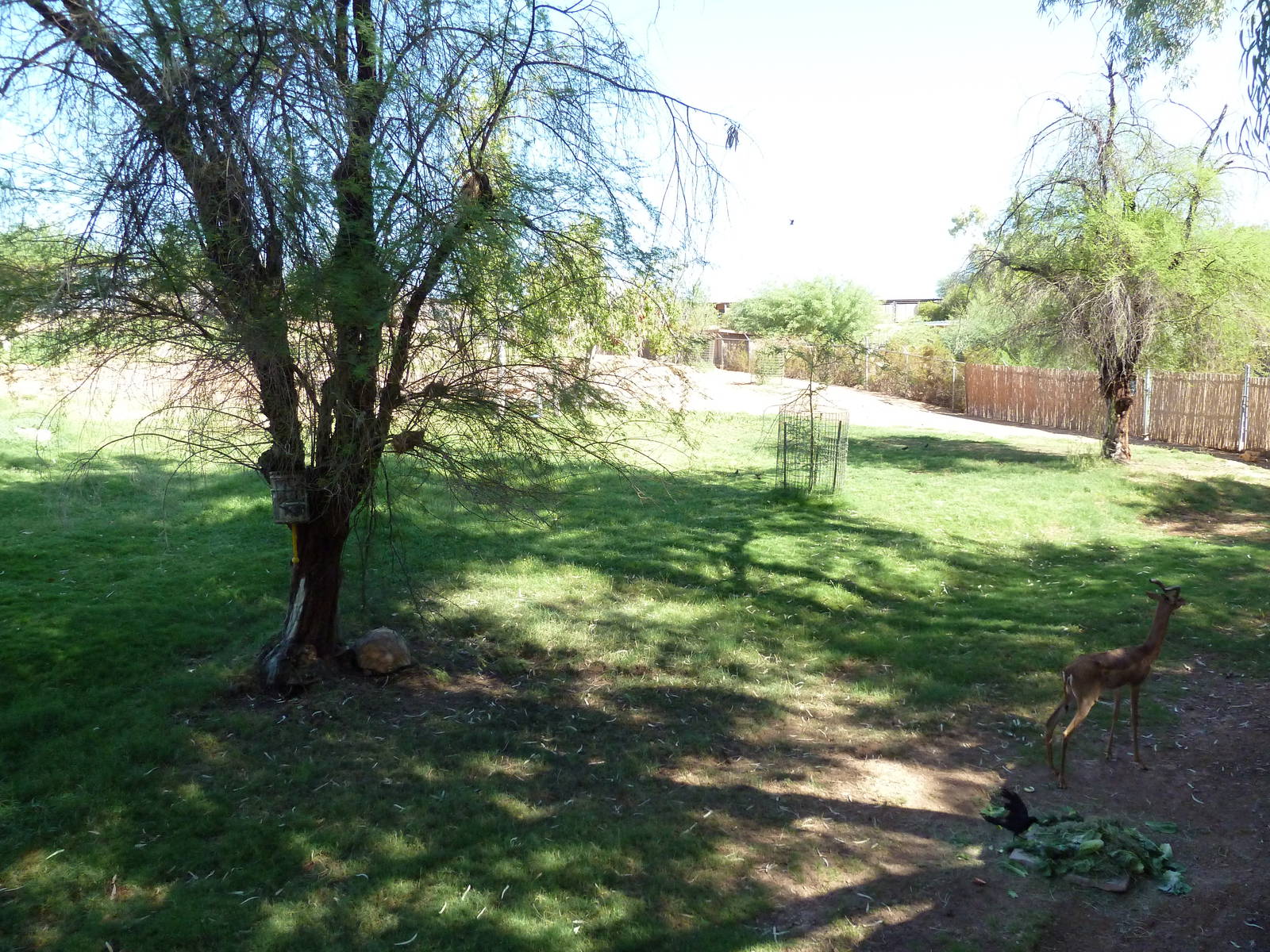 African Exhibit (4 Species)