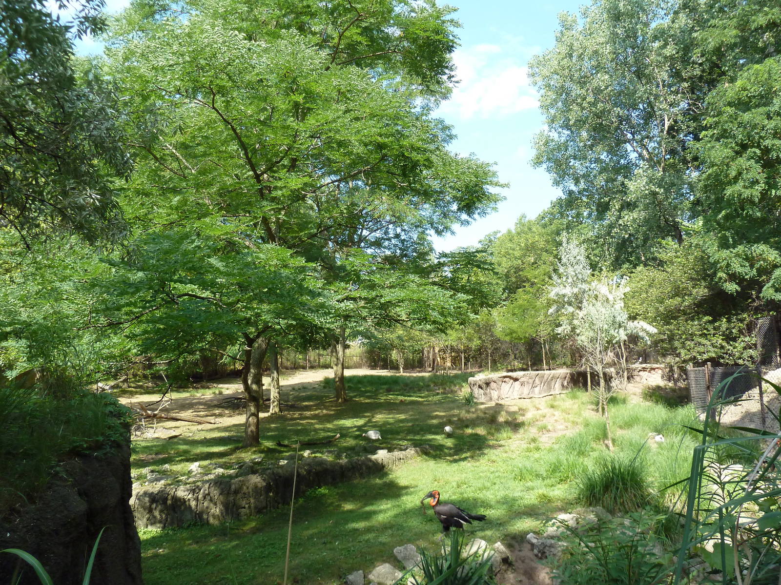 African Exhibit (5 Species)