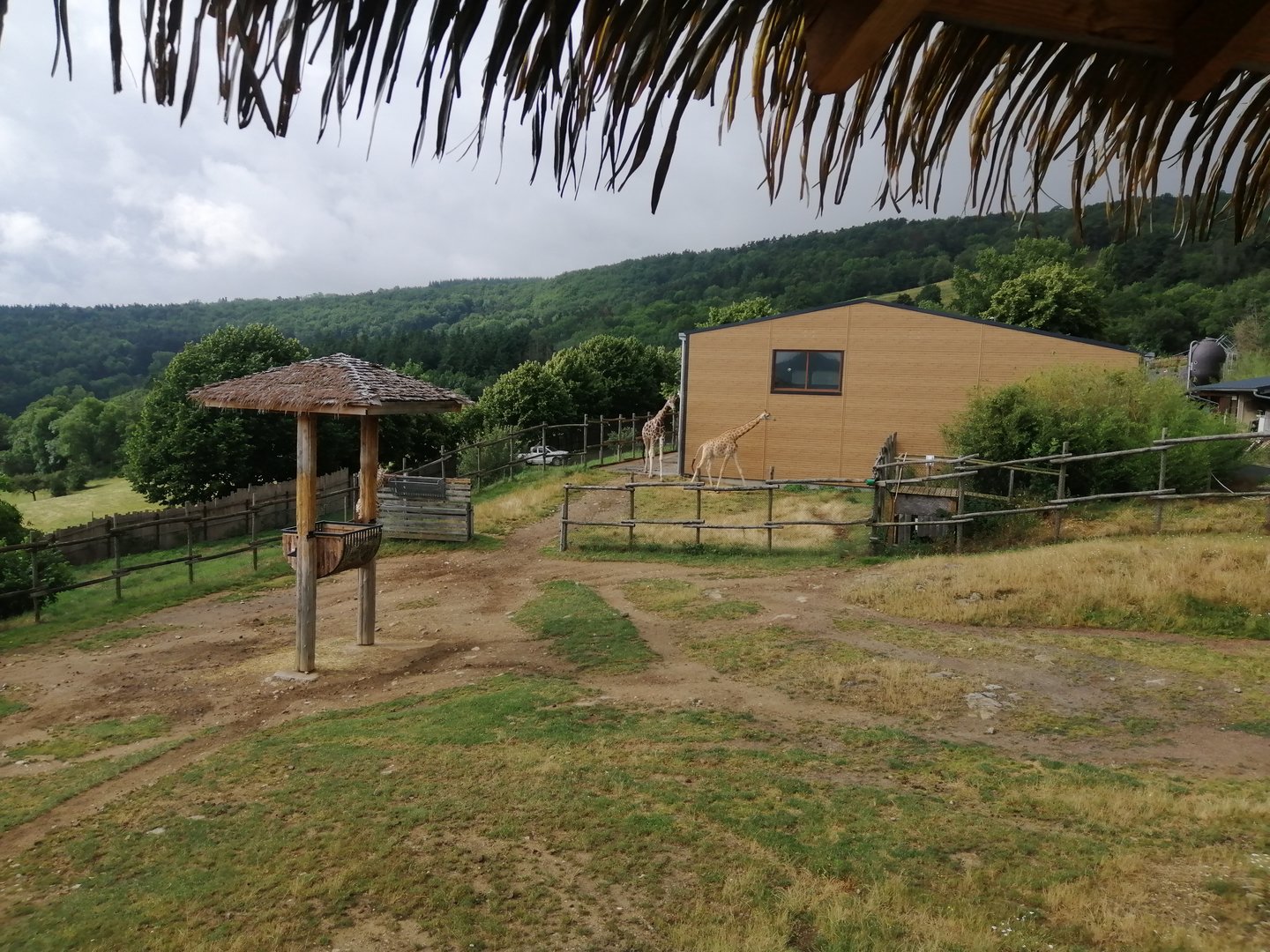 African exhibit for giraffes and more