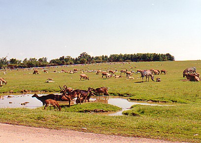 African exhibit lion park Canada