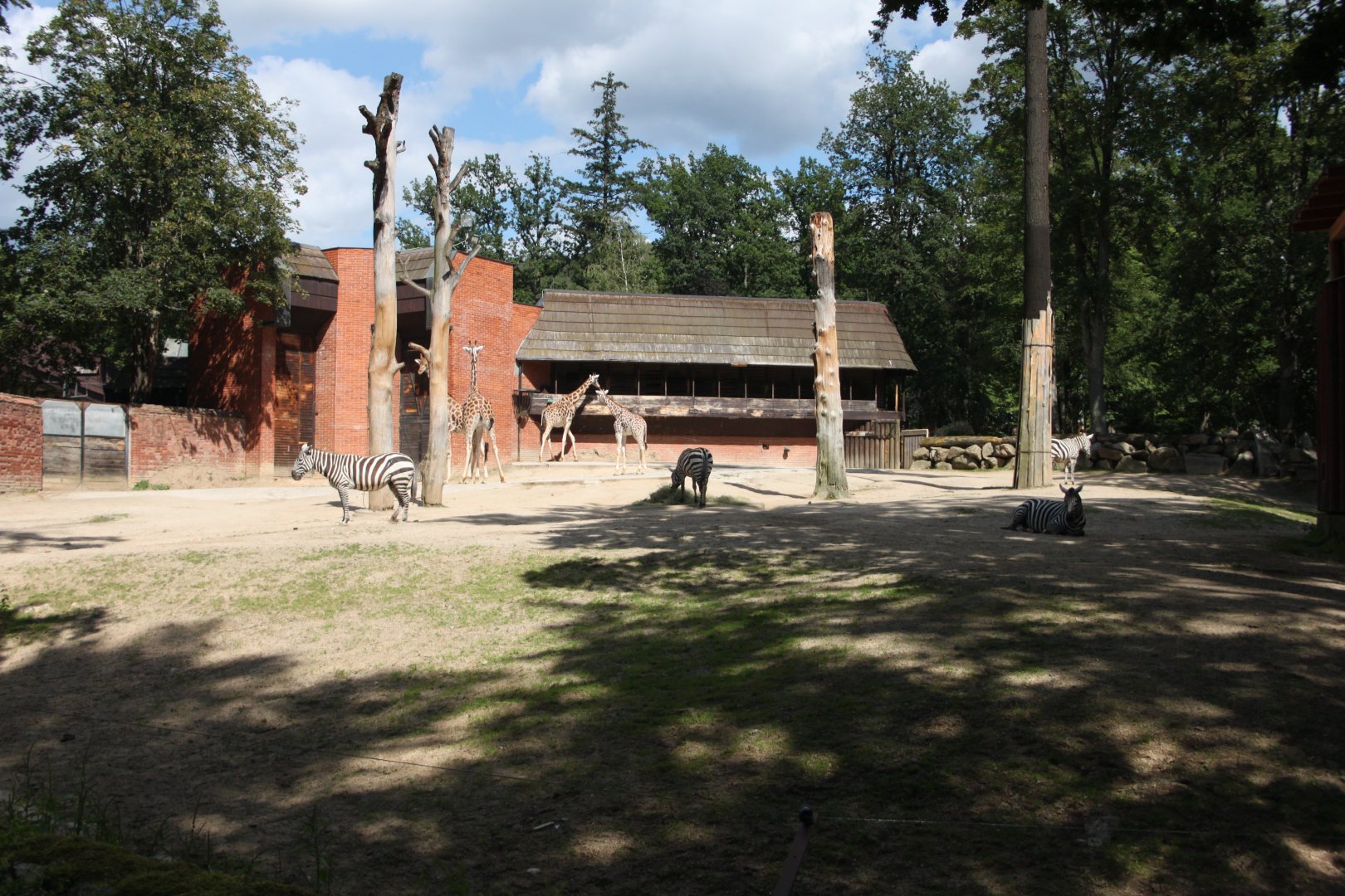 African exhibit - Rotschild's giraffe + Maneless zebra
