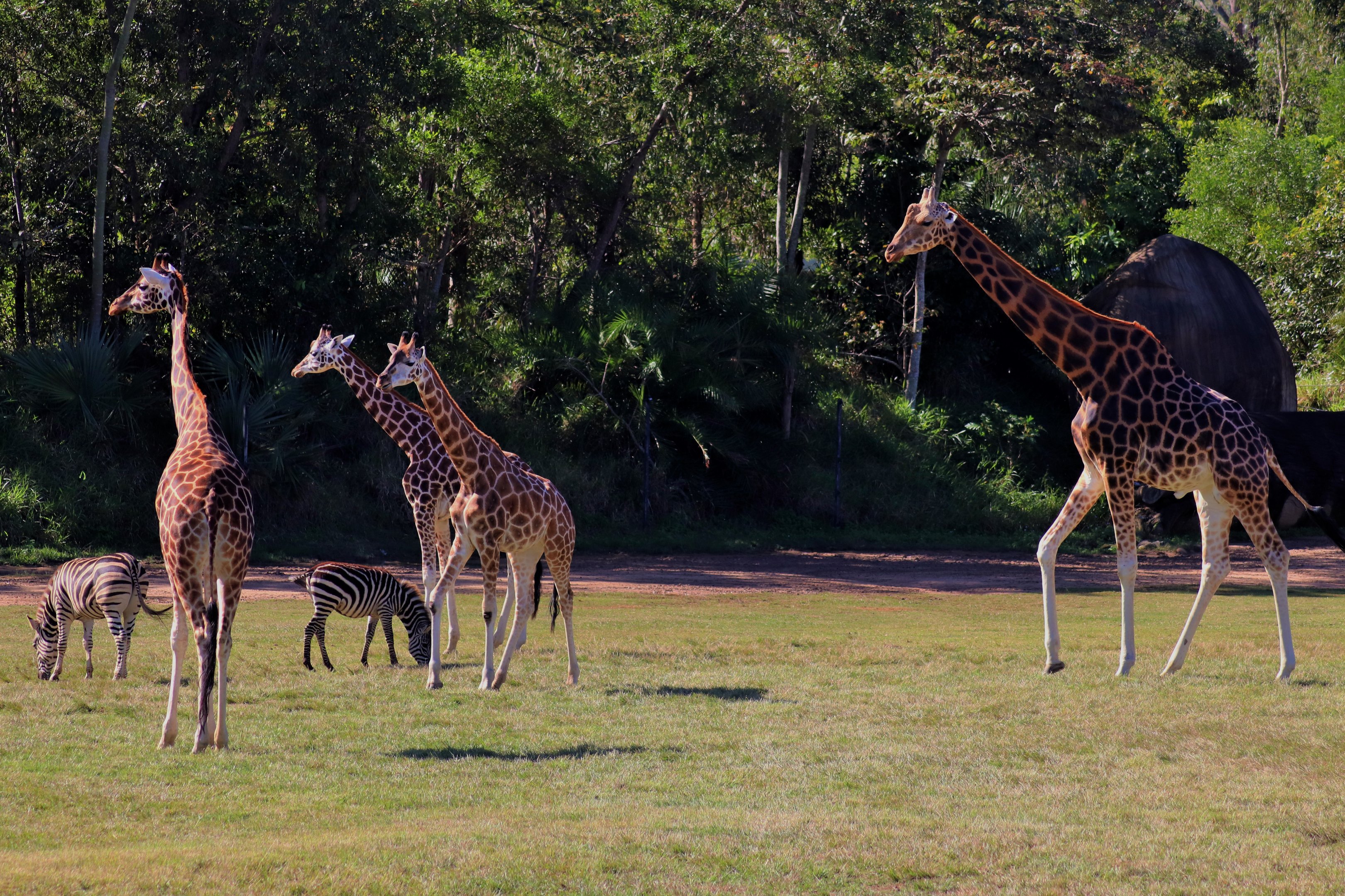 African Exhibit