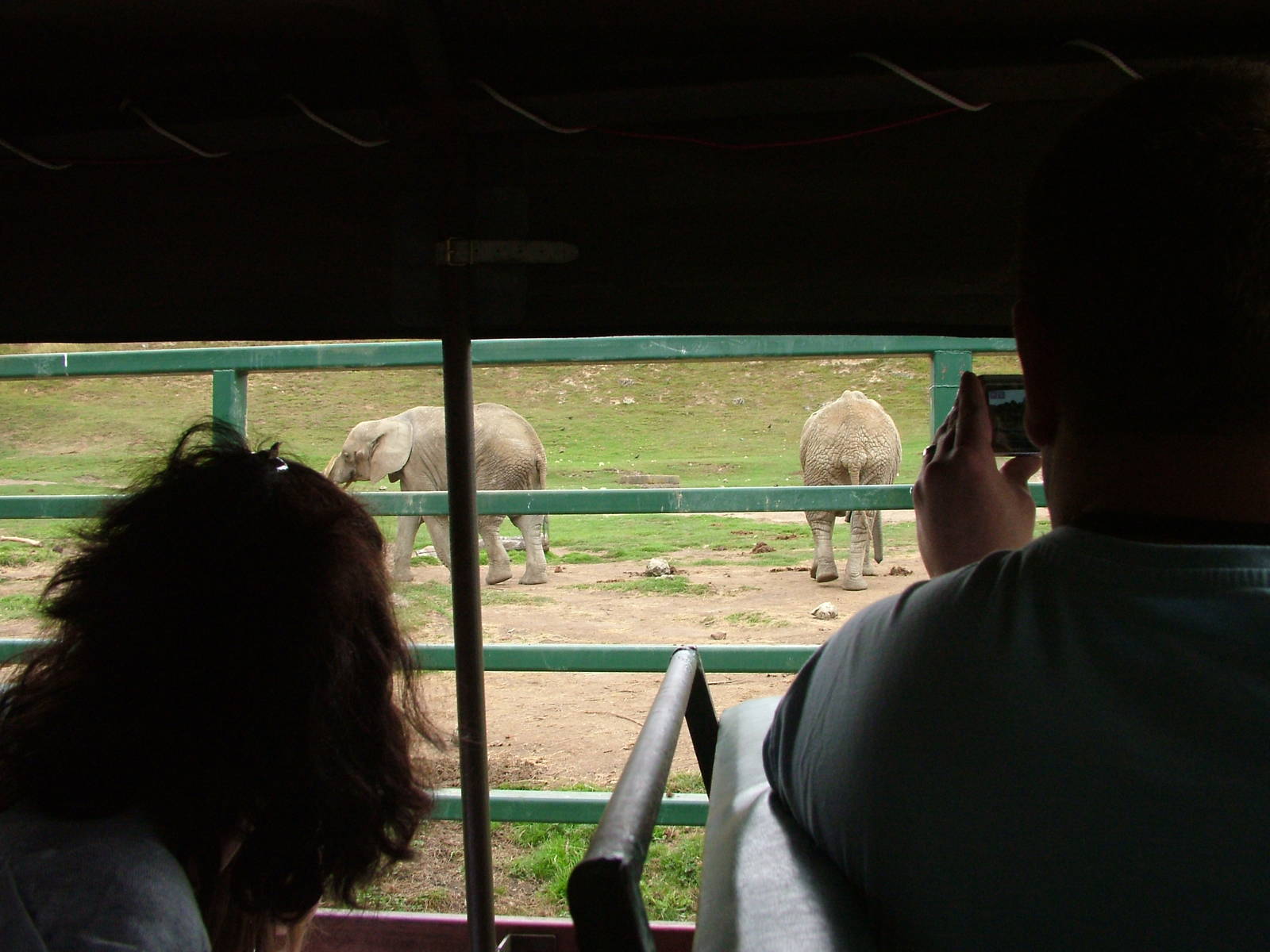 African Experience at Port Lympne, 01/08/10