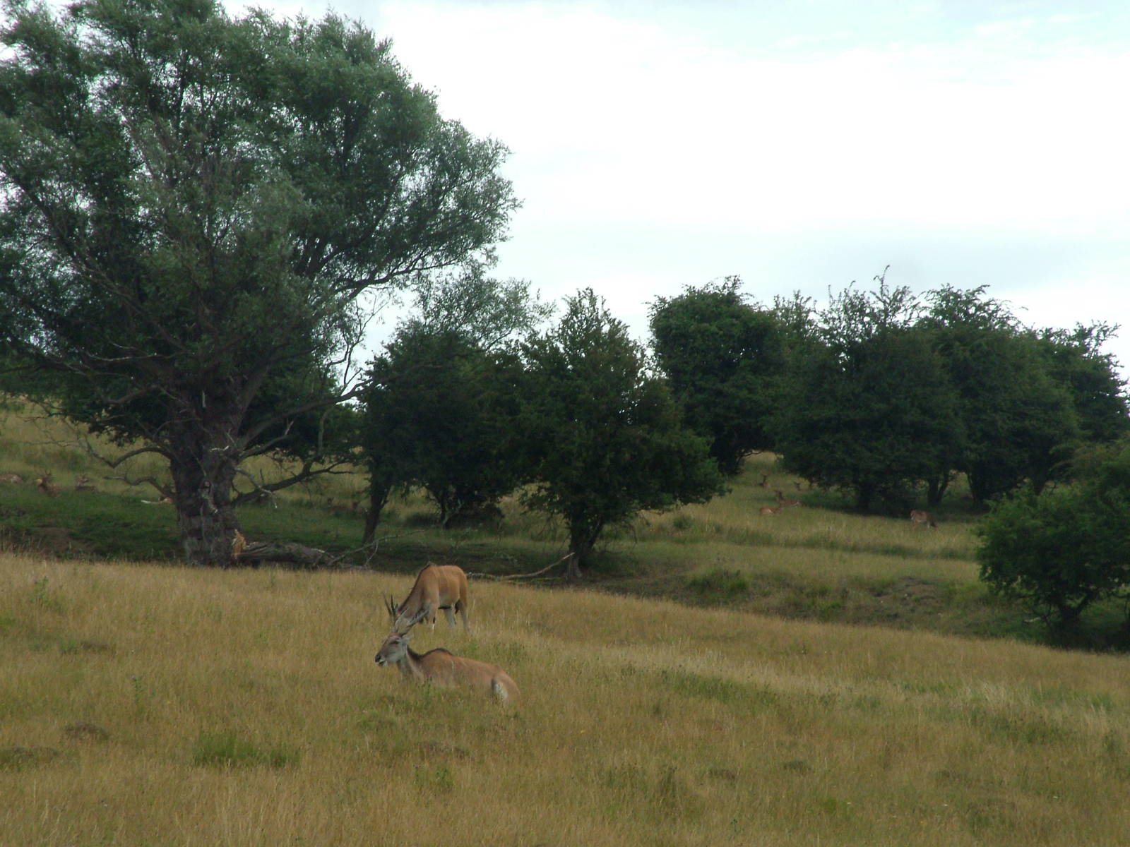 African Experience at Port Lympne, 01/08/10