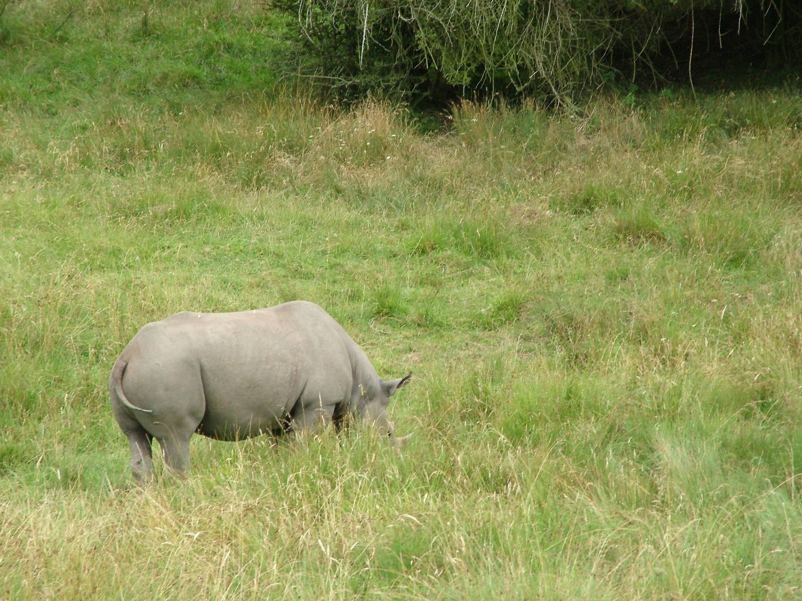 African Experience at Port Lympne, 01/08/10