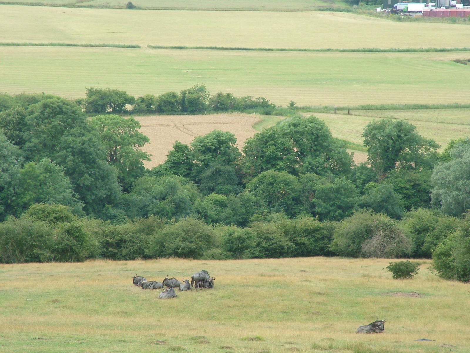 African Experience at Port Lympne, 01/08/10