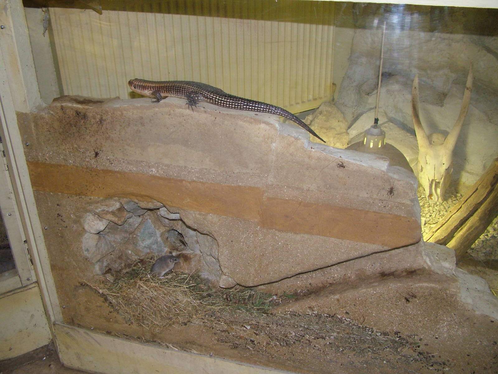 African Experience at Port Lympne, 01/08/10