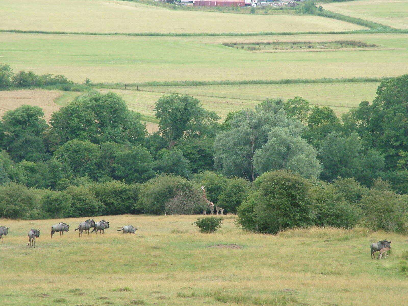 African Experience at Port Lympne, 01/08/10