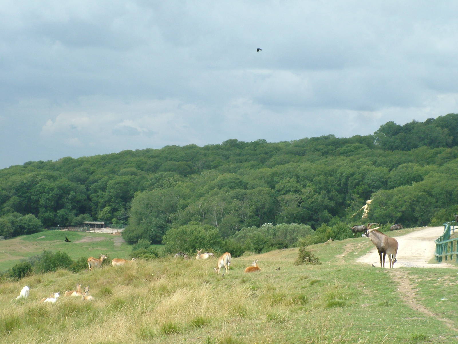 African Experience at Port Lympne, 01/08/10