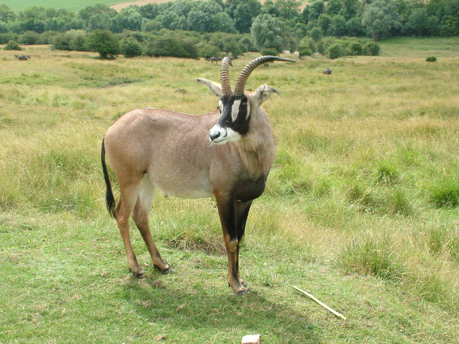 African Experience at Port Lympne, 01/08/10