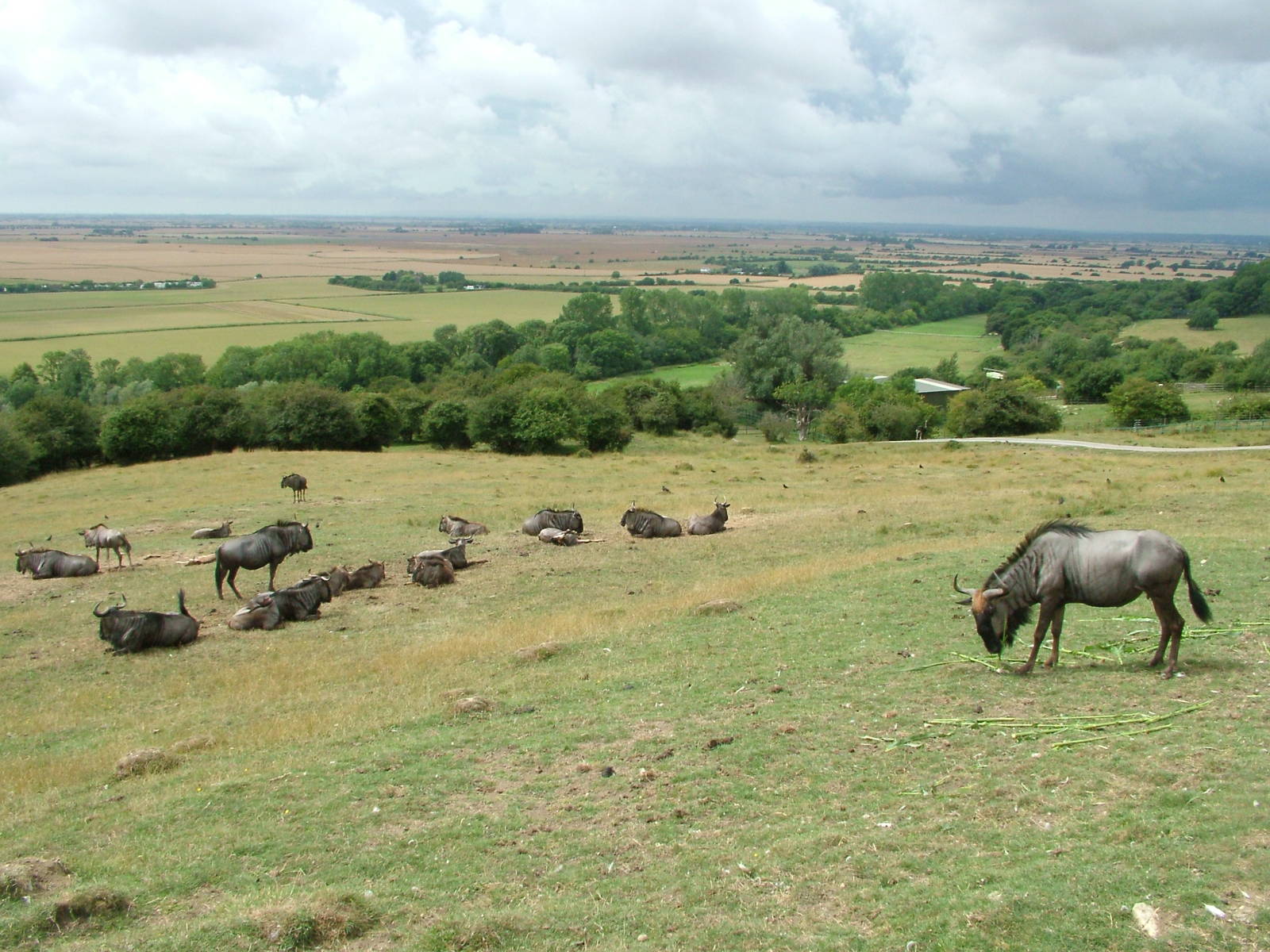 African Experience at Port Lympne, 01/08/10