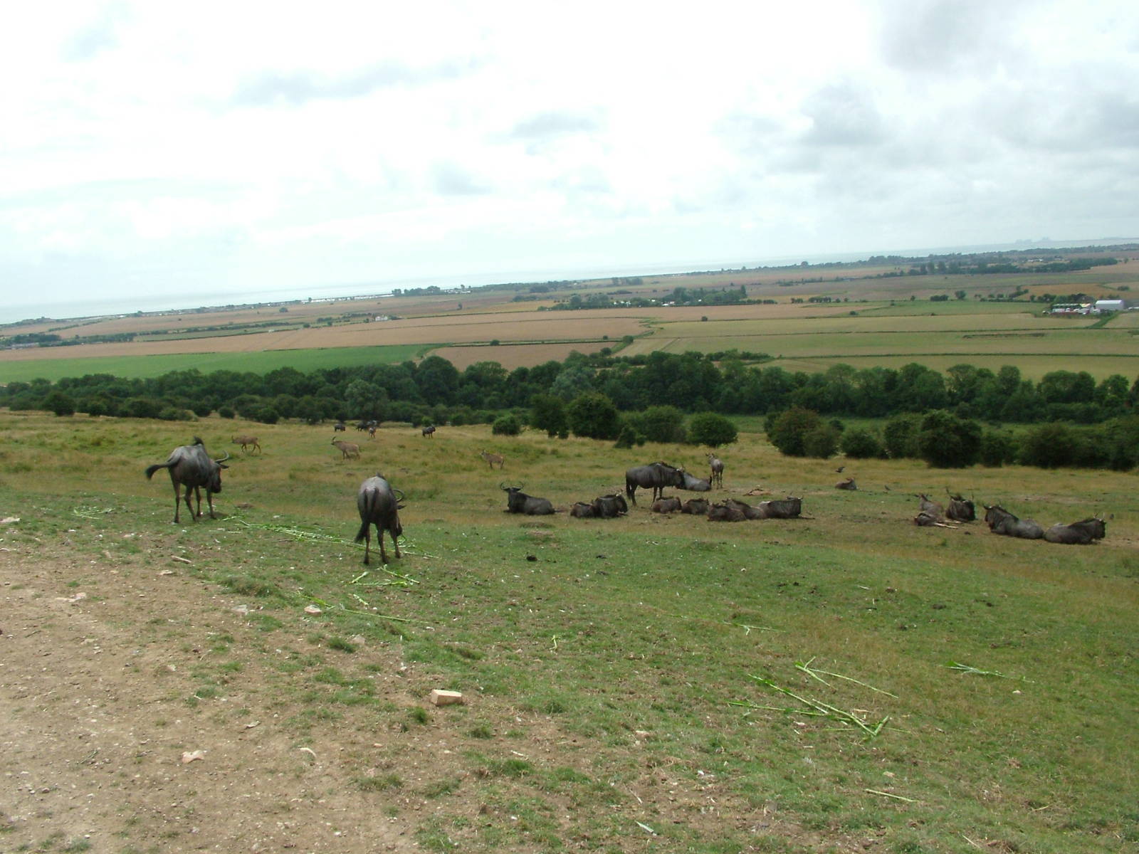African Experience at Port Lympne, 01/08/10