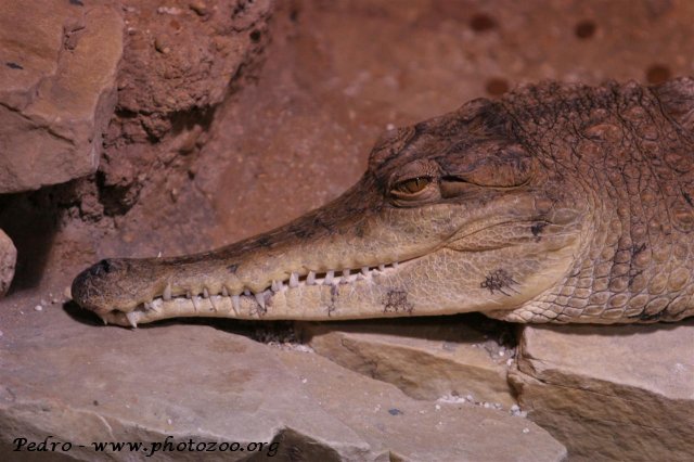 African false-gharial (Crocodylus cataphractus)
