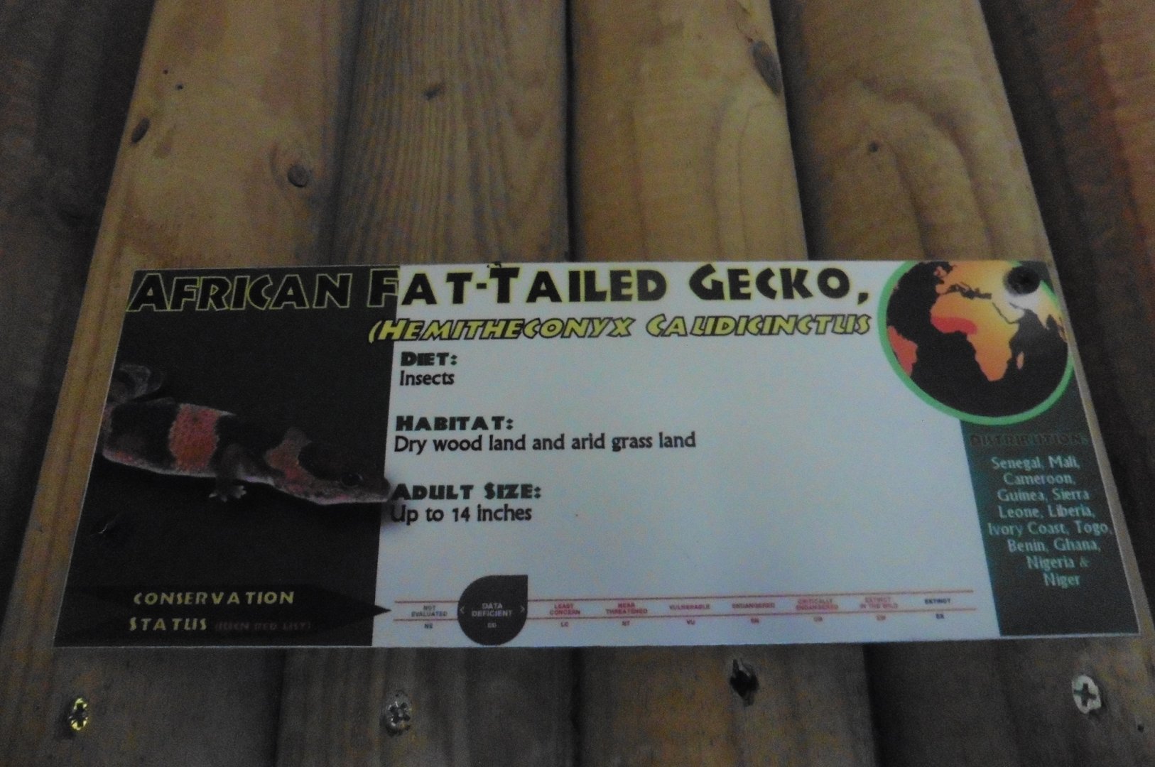 African Fat-tailed Gecko Info sign