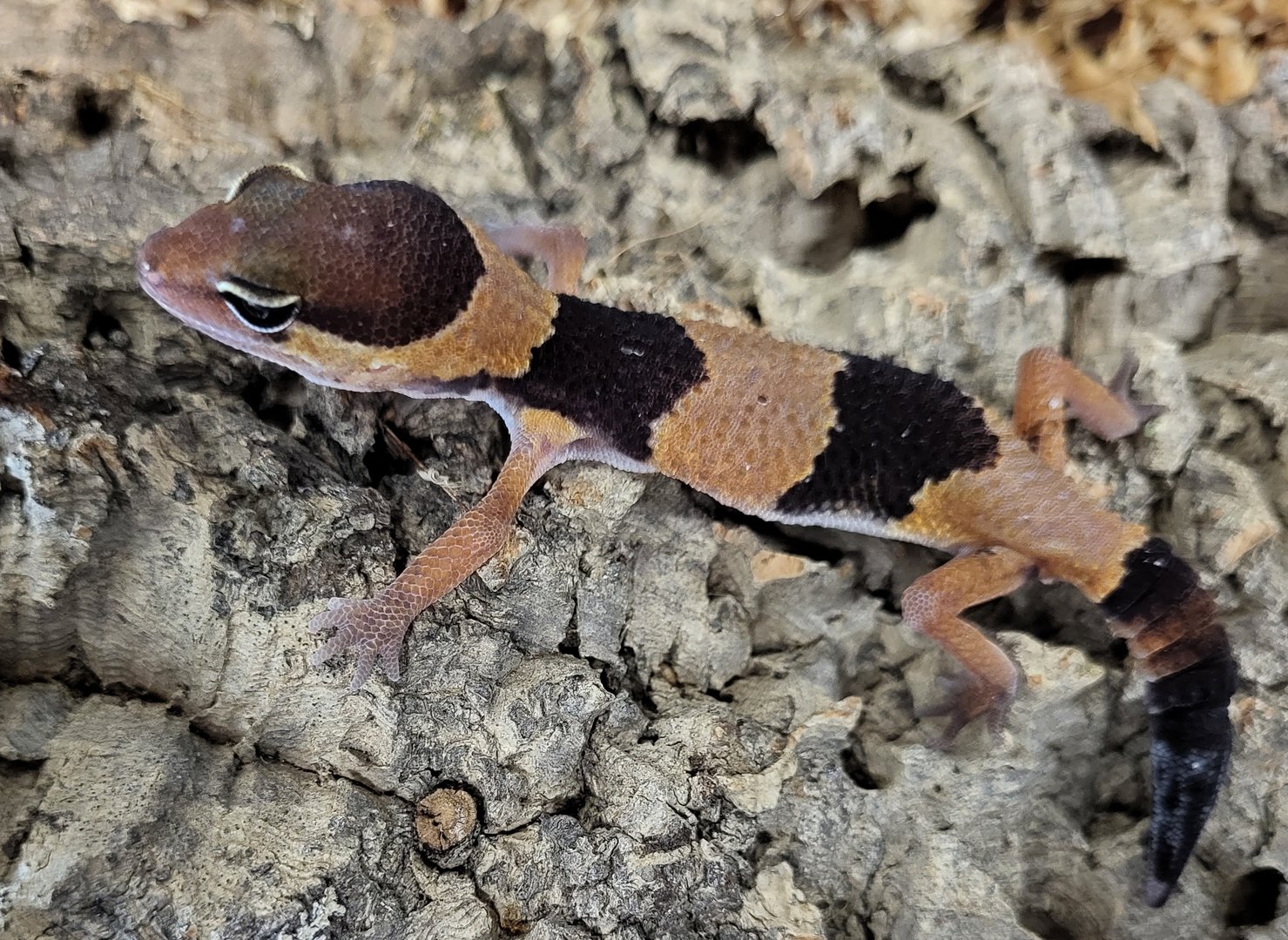 African fat-tailed gecko - juvenile