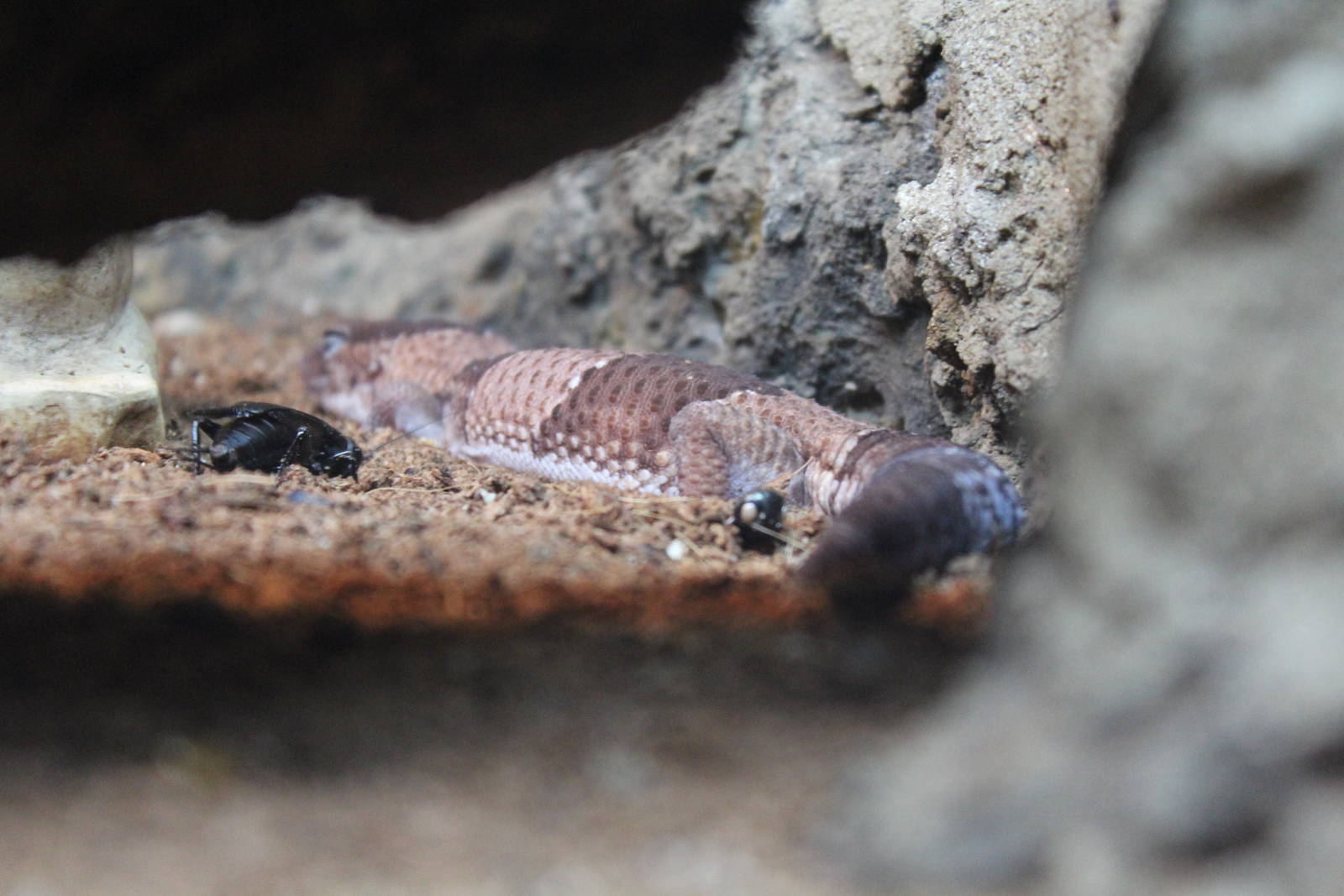 African Fat-tailed Gecko - Wingham Wildlife Park