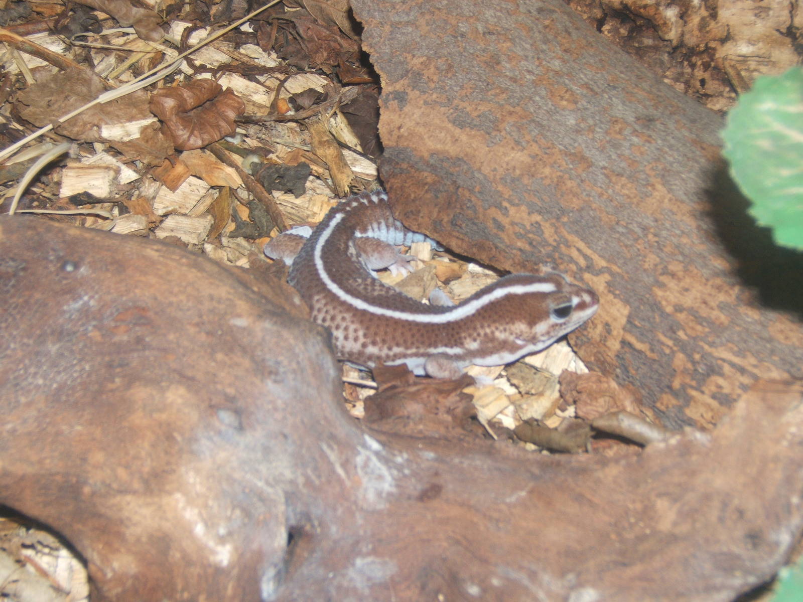 African Fat-tailed gecko