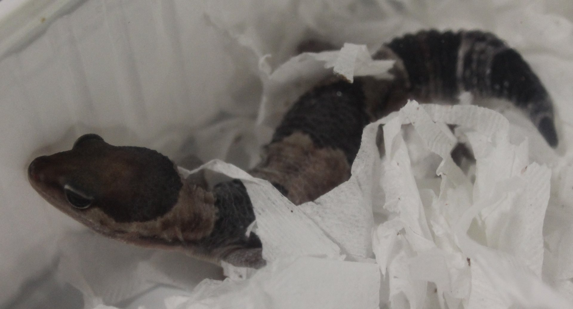 African fat-tailed gecko