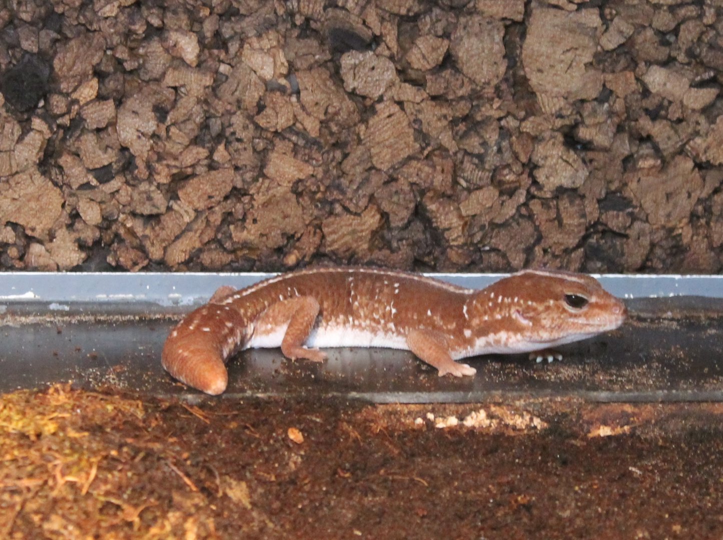 African fat-tailed gecko