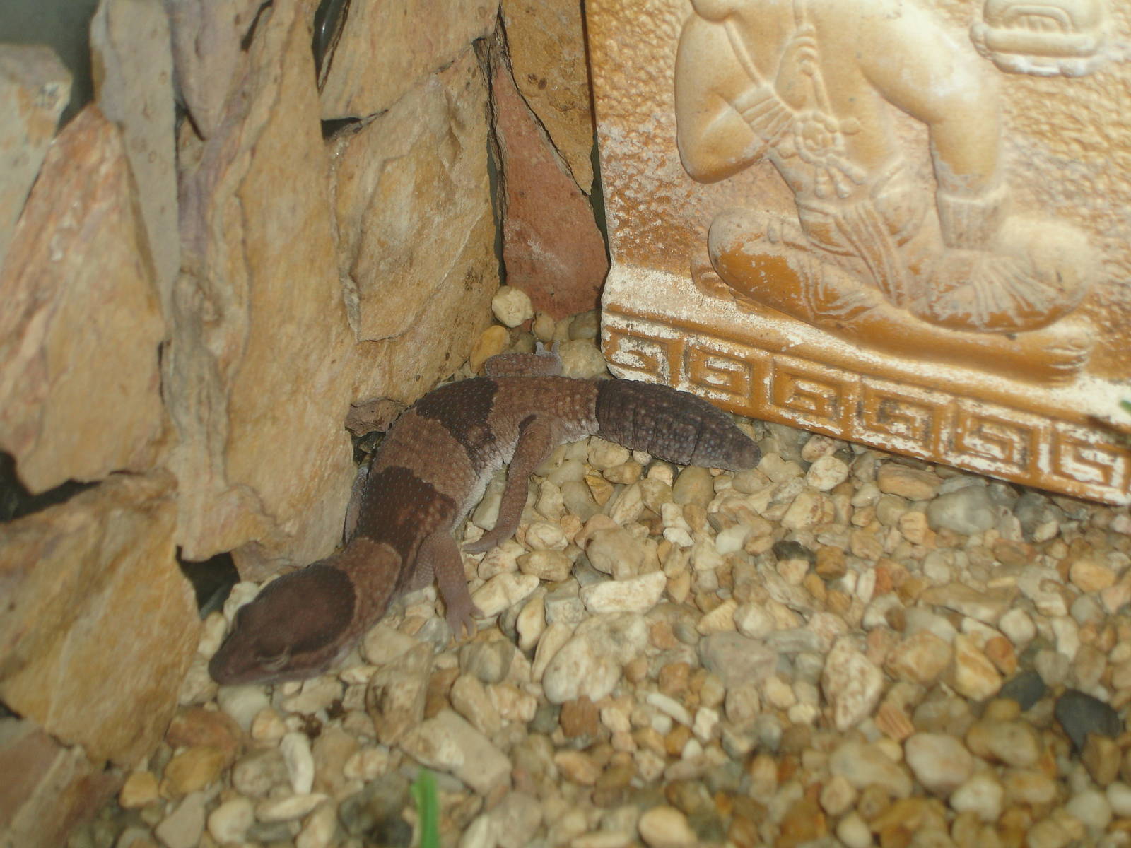 African Fat-Tailed Gecko
