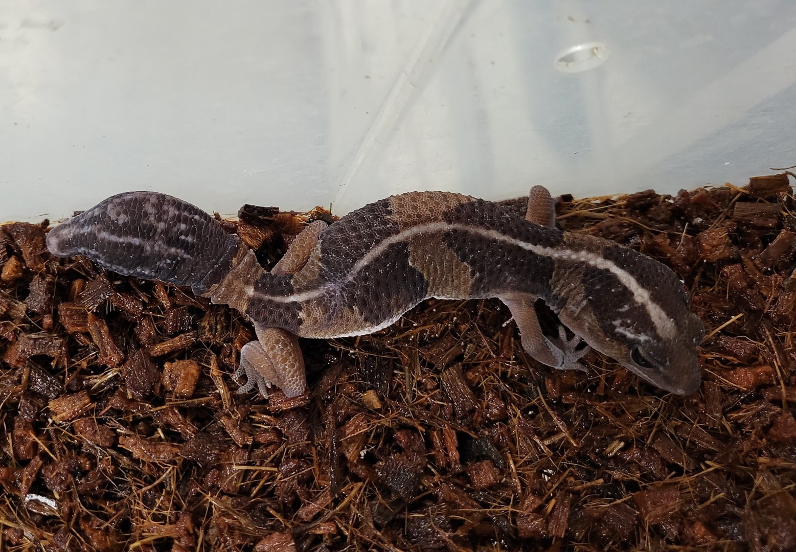 African fat-tailed gecko