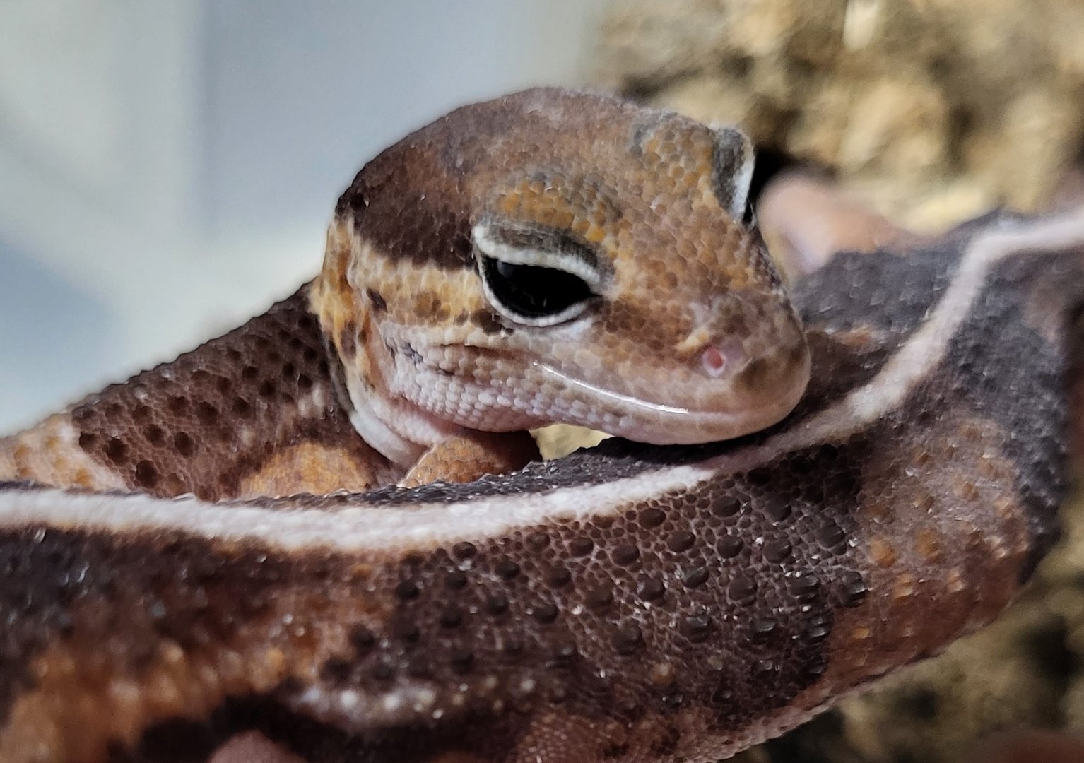 African fat-tailed gecko