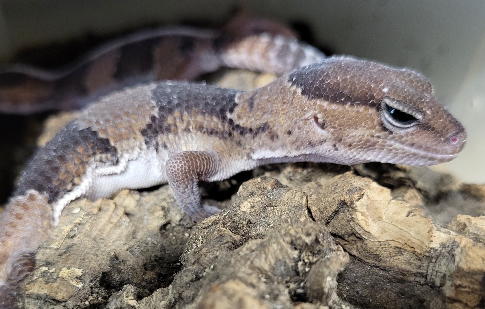 African fat-tailed gecko