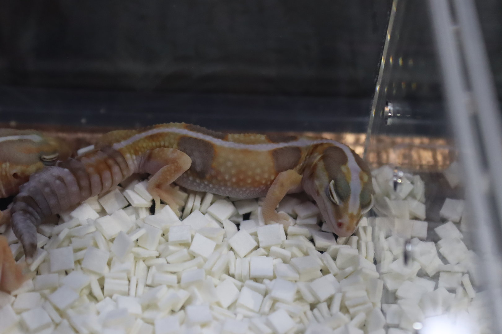African fat-tailed Gecko
