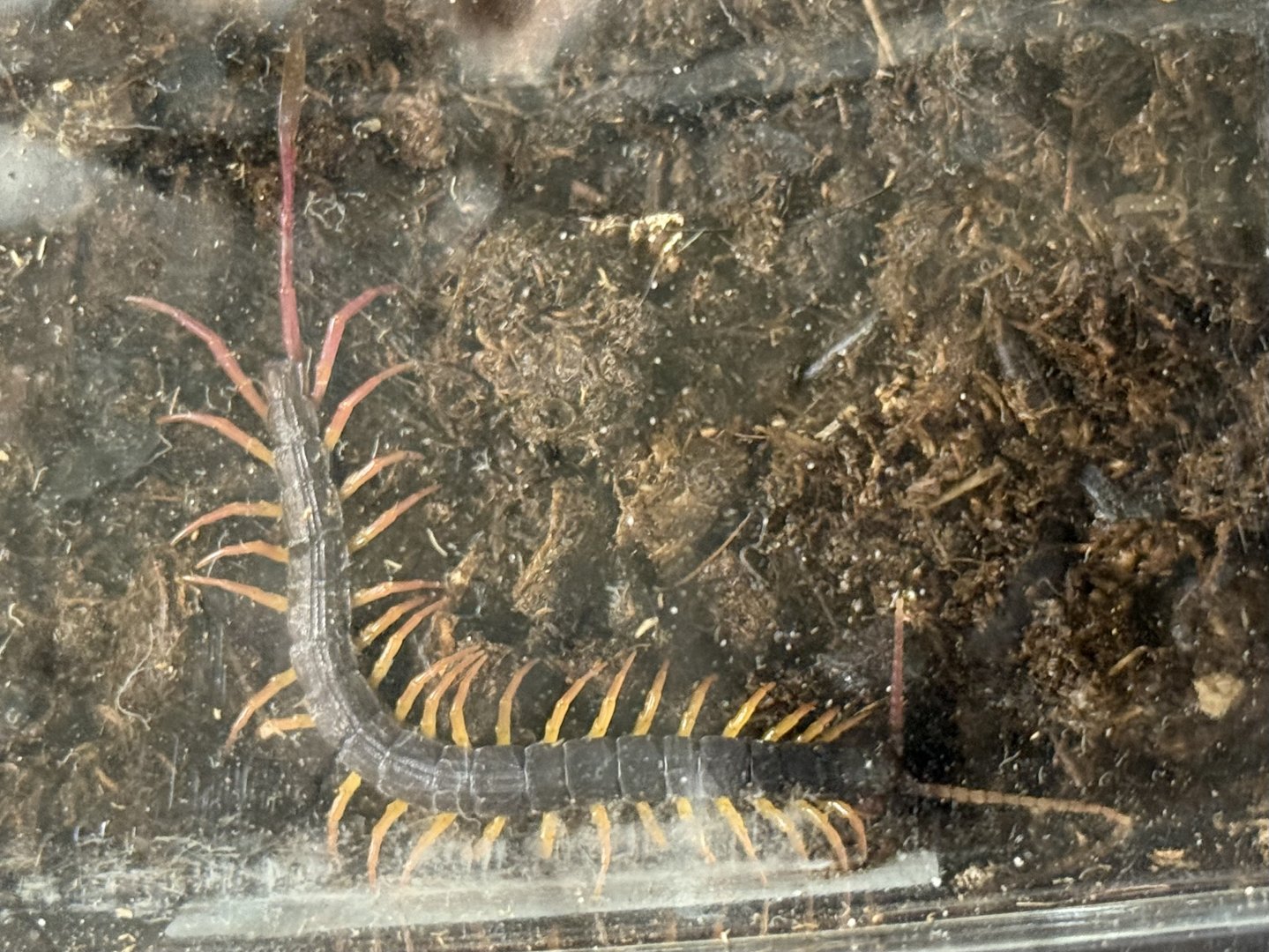 African-feather tailed centipede